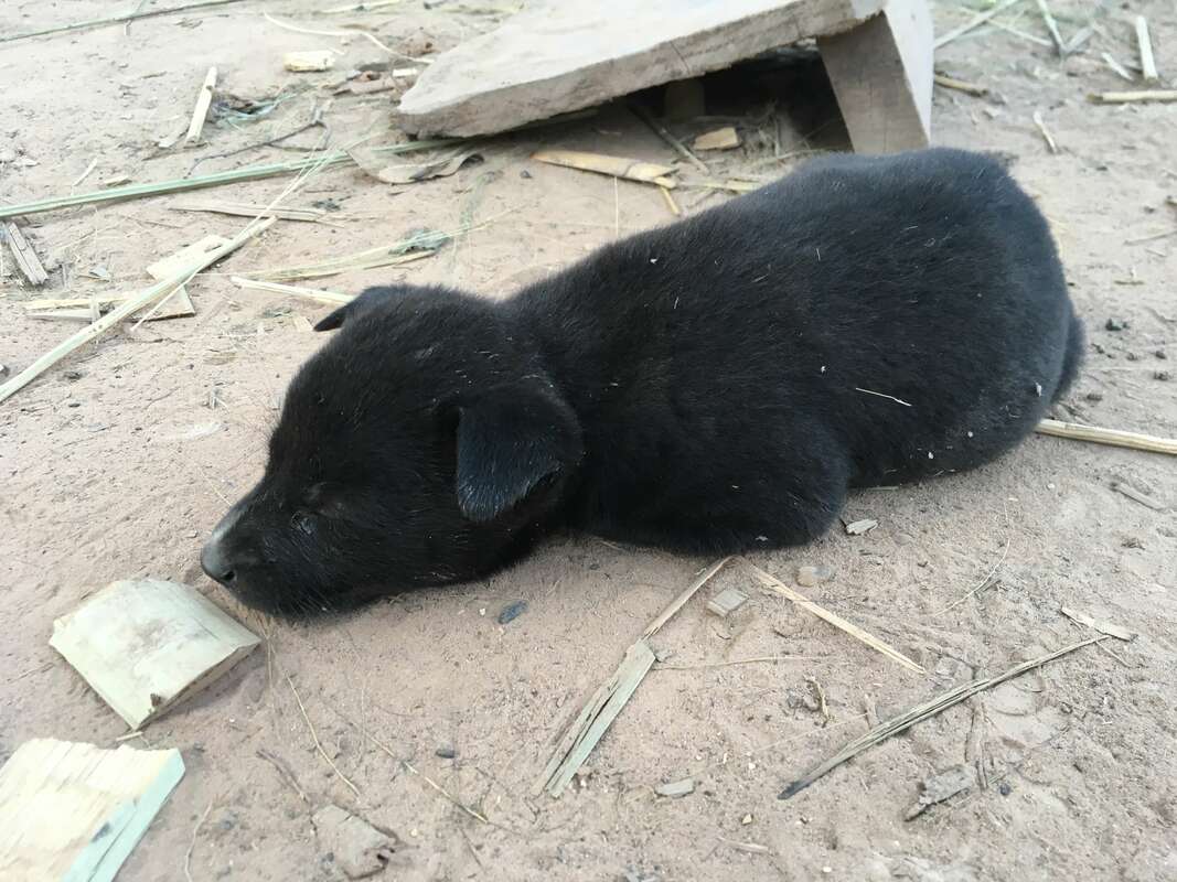 small puppy sleeping in the village