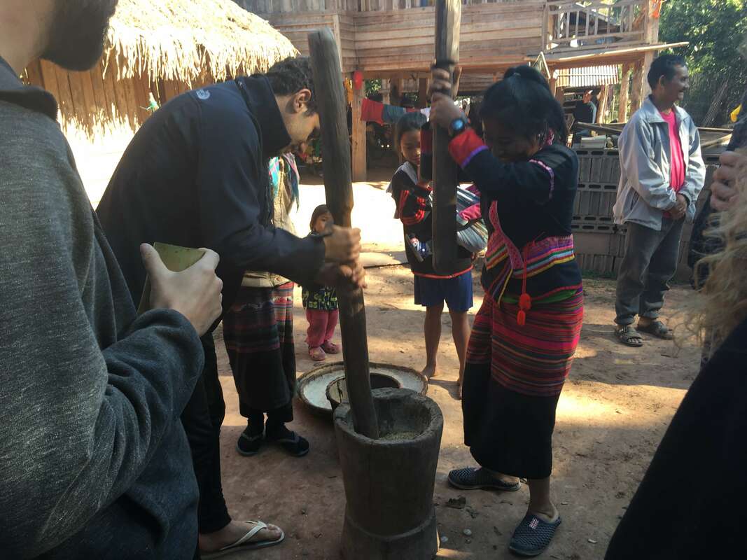 milking rice with villagers