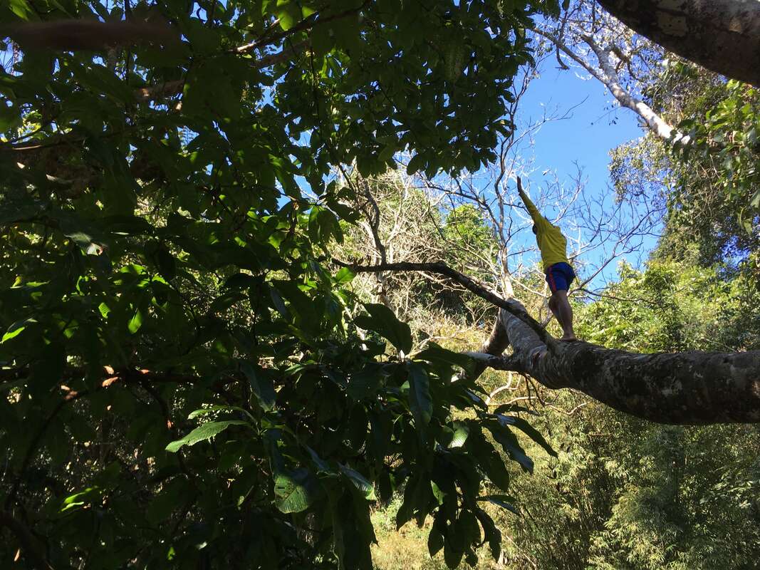 climbing a tree
